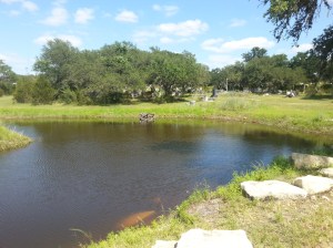 Where we spread the ashes for the Pantomime Goose...